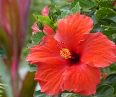 Hibiscus